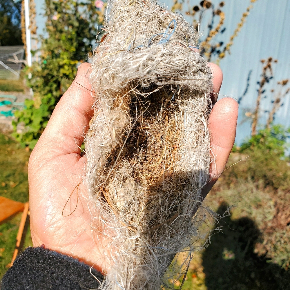 Beautiful Found Bird's Nest